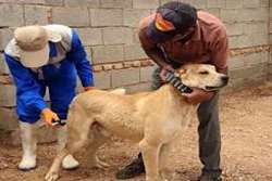واکسیناسیون 2300 قلاده سگ صاحبدار در شهرستان چناران علیه بیماری هاری